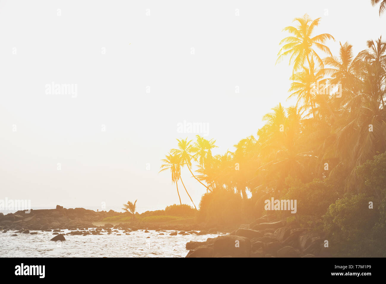 Beautiful tropical beach sunset palm hi-res stock photography and ...