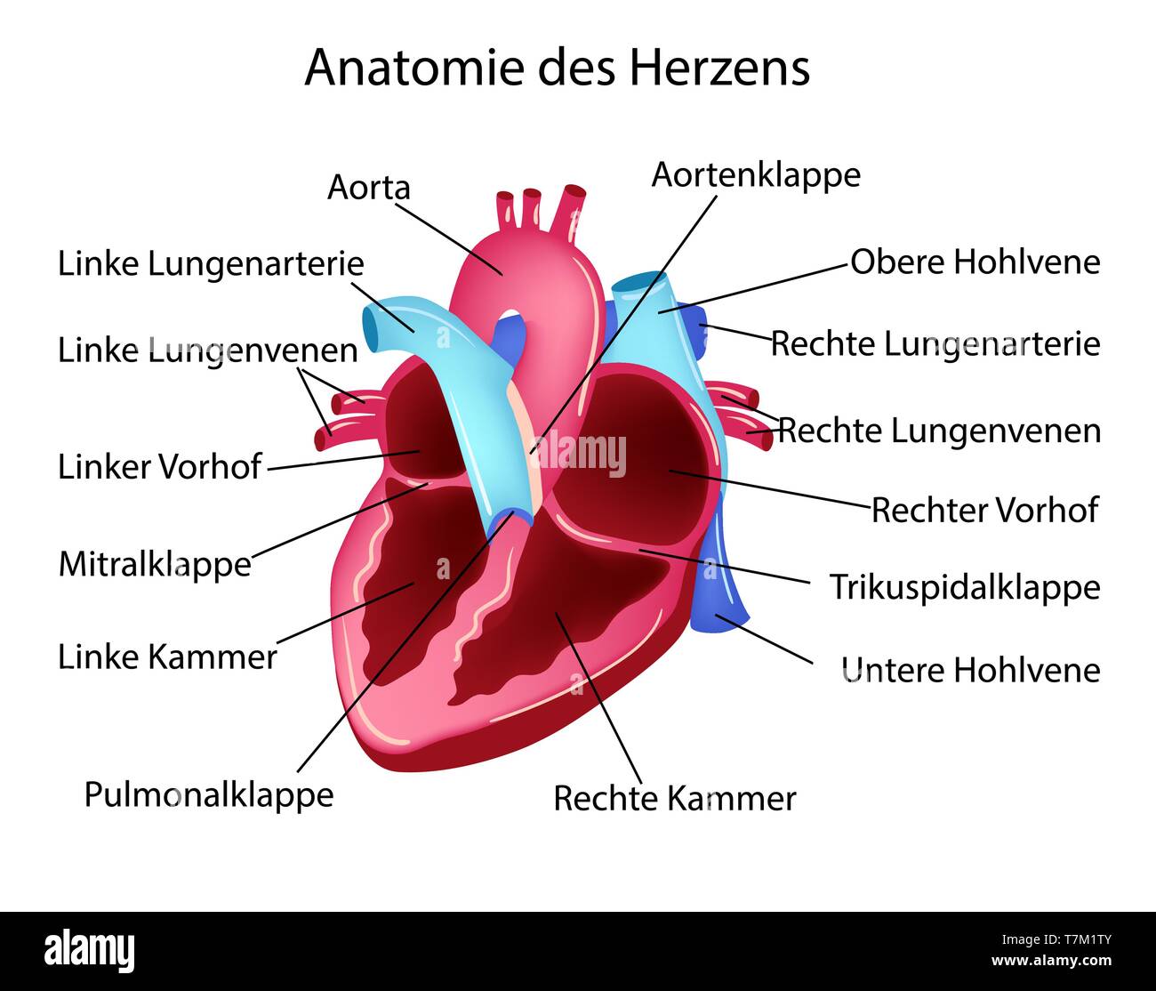 Vector illustration in german language with medical structure of heart Stock Vector