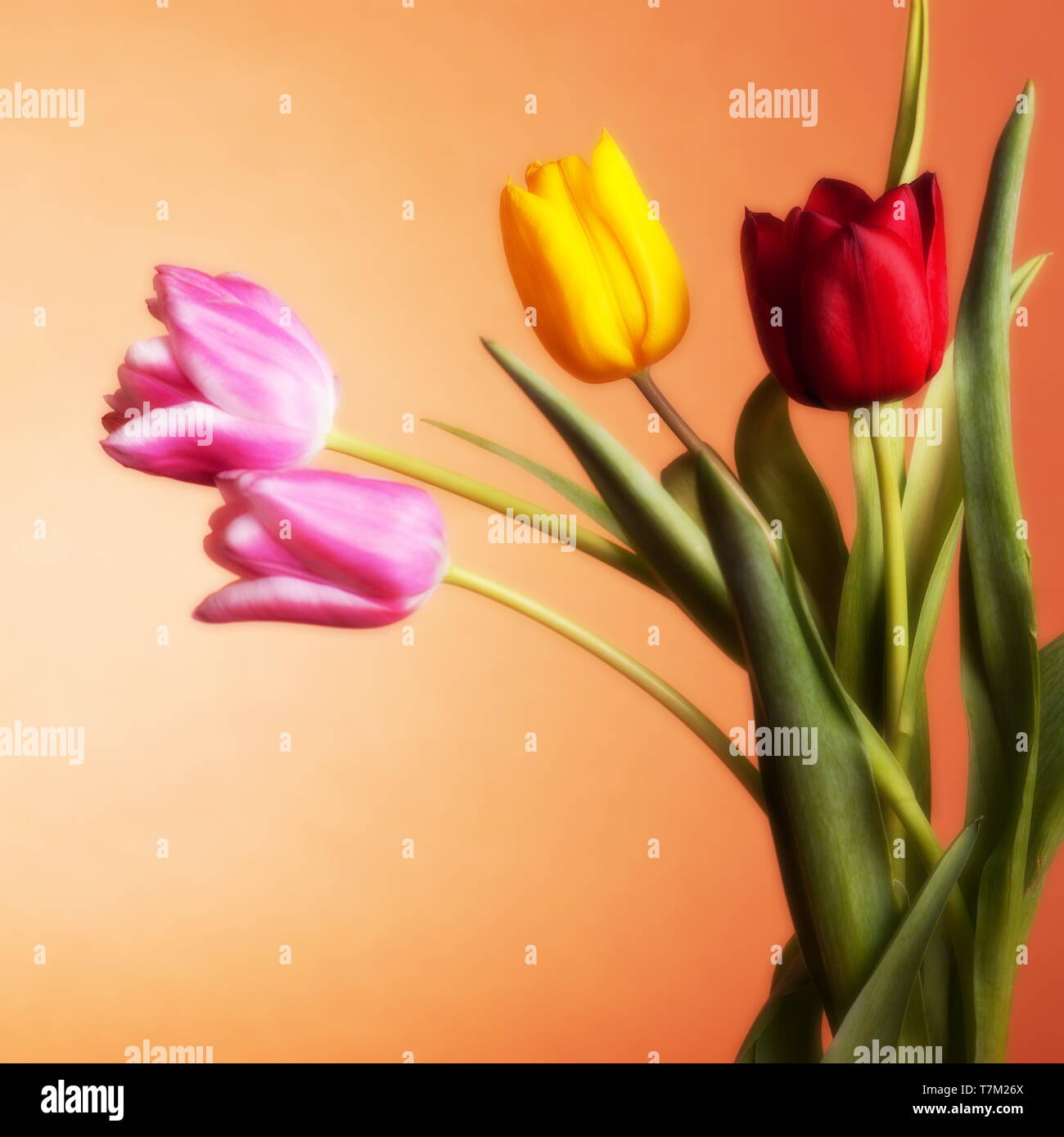 Tulips on an orange background Stock Photo