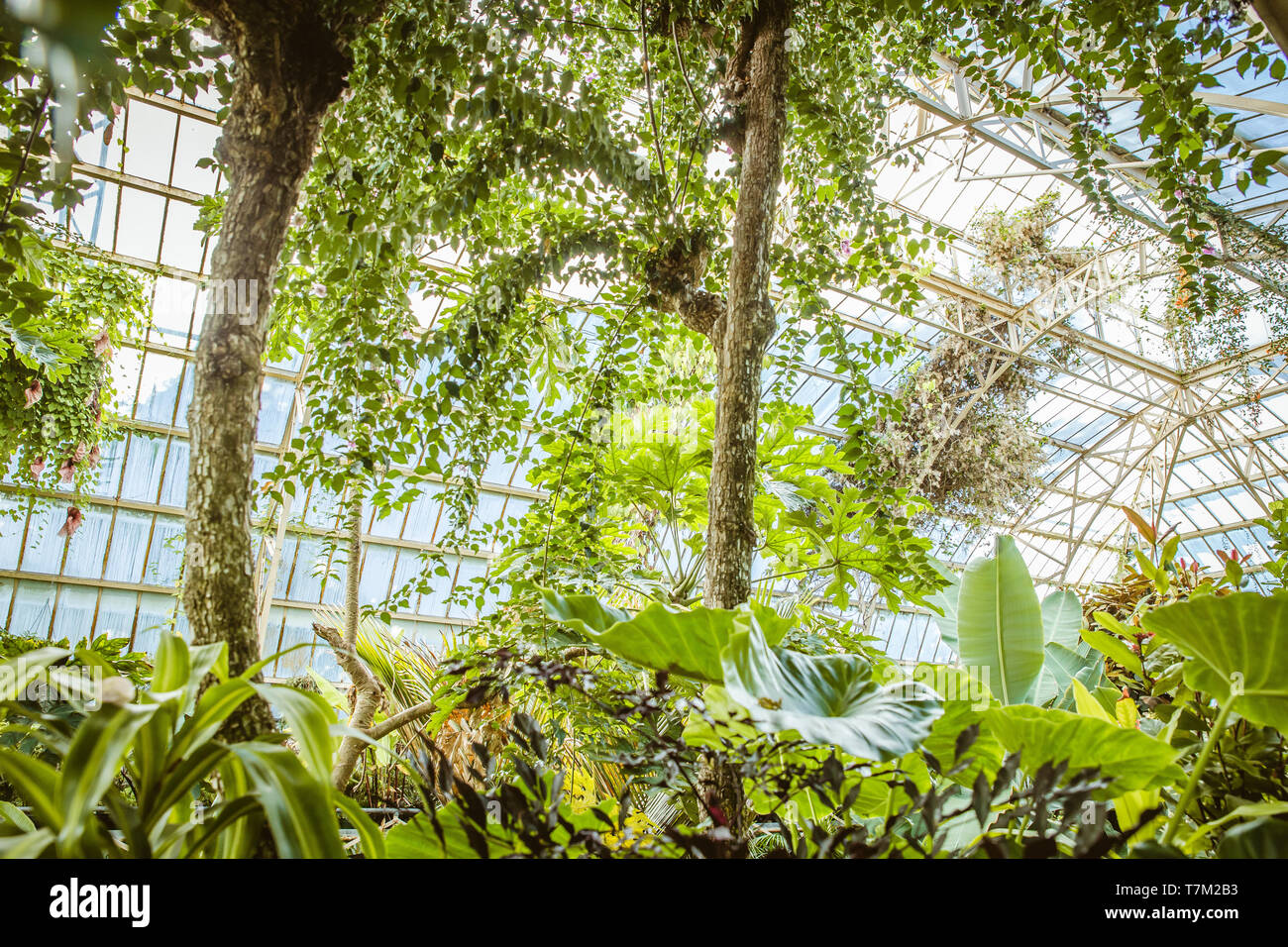 Tropical greenhouse glasshouse sunny interior full of lush green plants ...