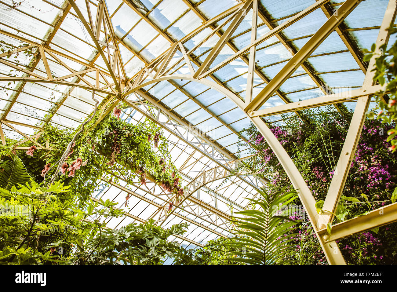 Tropical greenhouse glasshouse sunny interior full of lush green plants ...