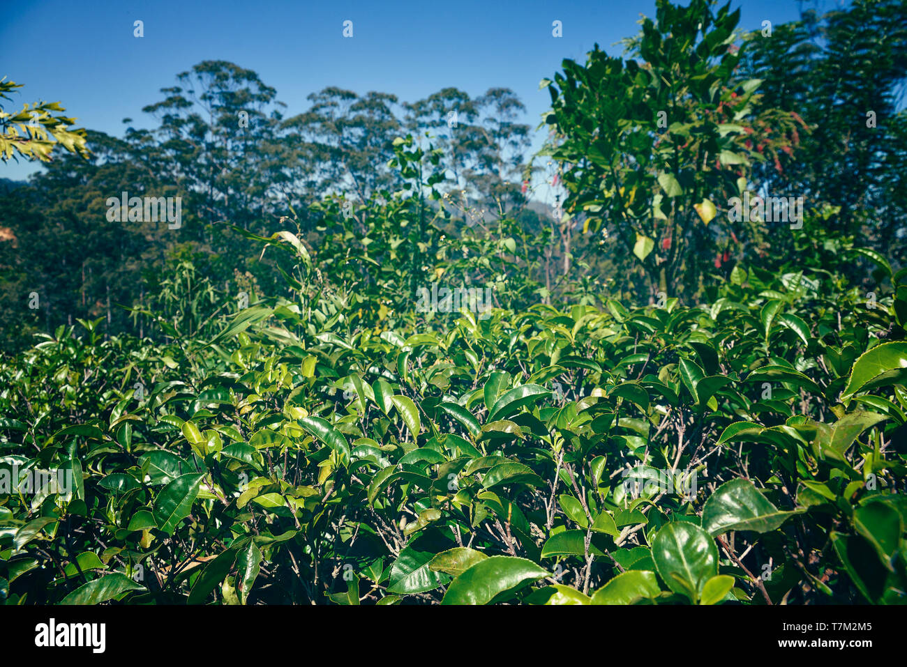 beautiful tea leaves Stock Photo Alamy