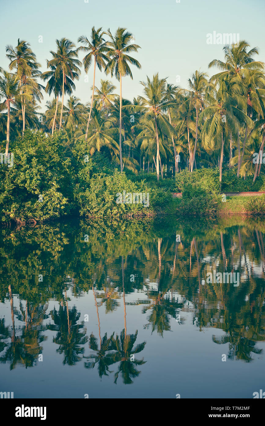 Pond in dense jungle hi-res stock photography and images - Alamy