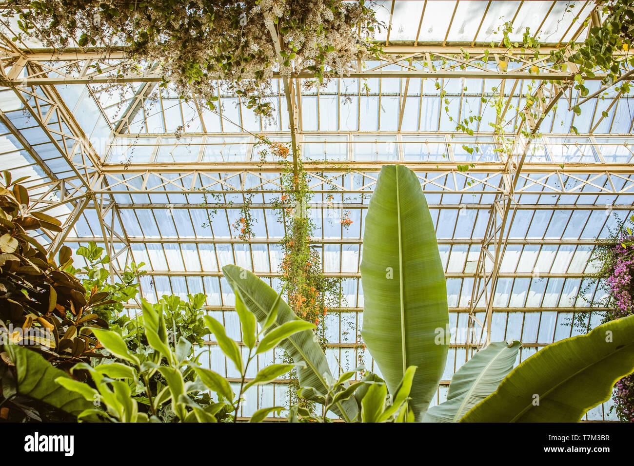 Tropical greenhouse glasshouse sunny interior full of lush green plants ...