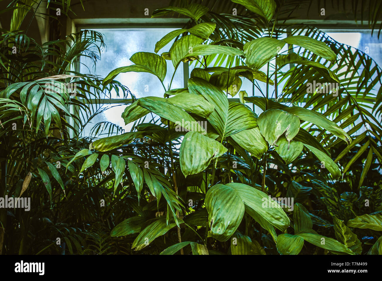 Tropical greenhouse glasshouse sunny interior full of lush green plants ...
