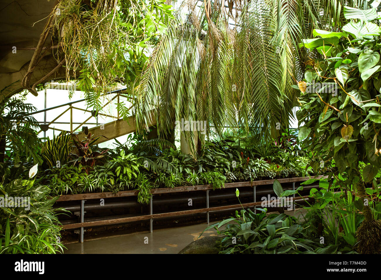Tropical greenhouse glasshouse sunny interior full of lush green plants ...