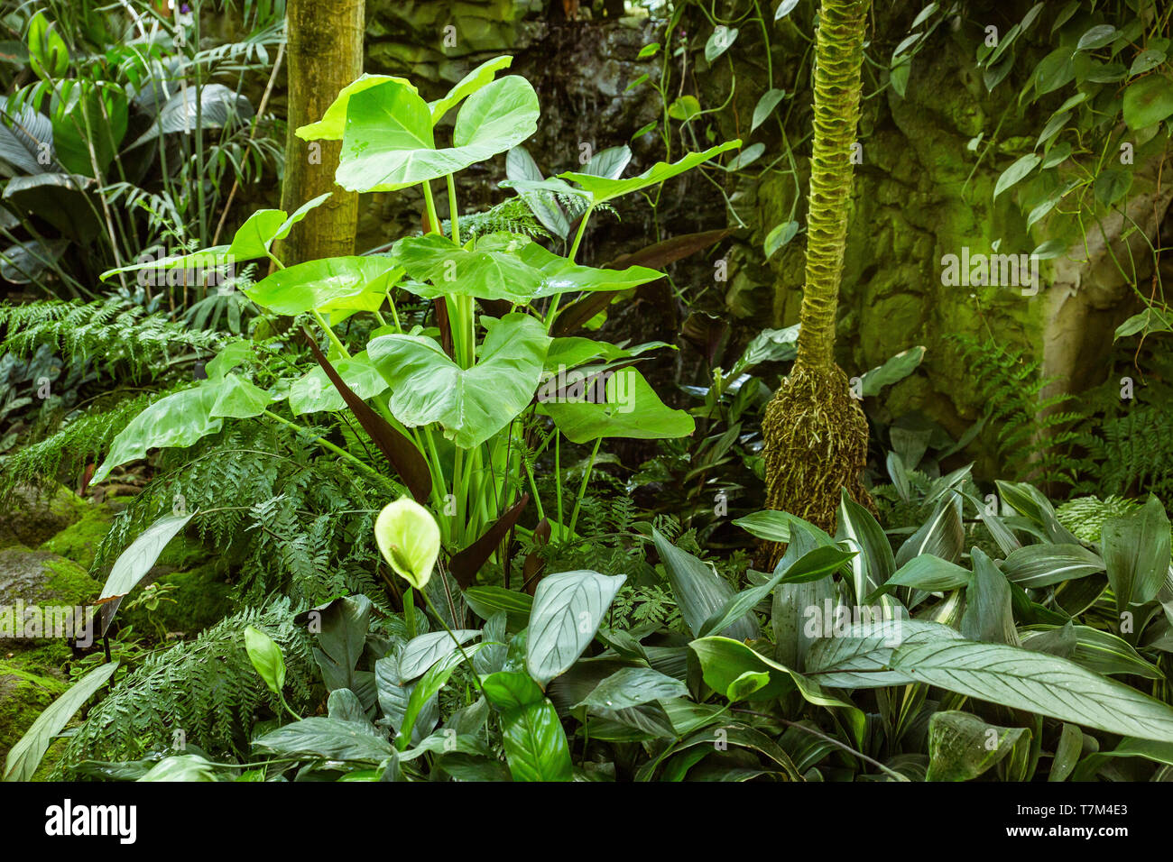 Tropical greenhouse glasshouse sunny interior full of lush green plants ...