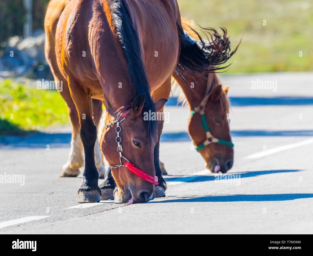 Horses licking hires stock photography and images Alamy