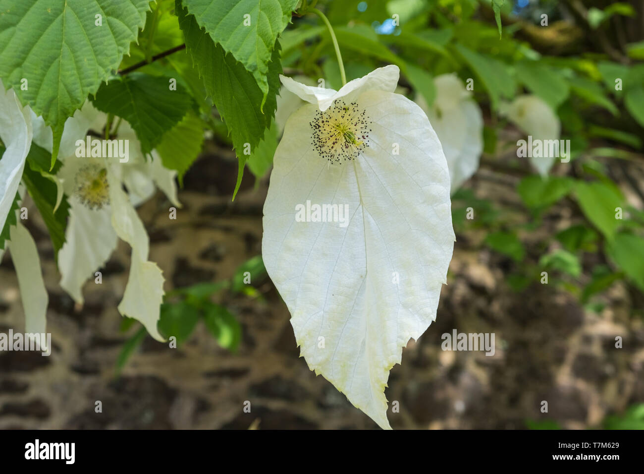 White leaves of the davidia involucrata tree or hankerchief tree in ...