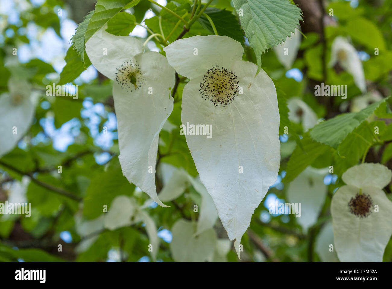White leaves of the davidia involucrata tree or hankerchief tree in ...