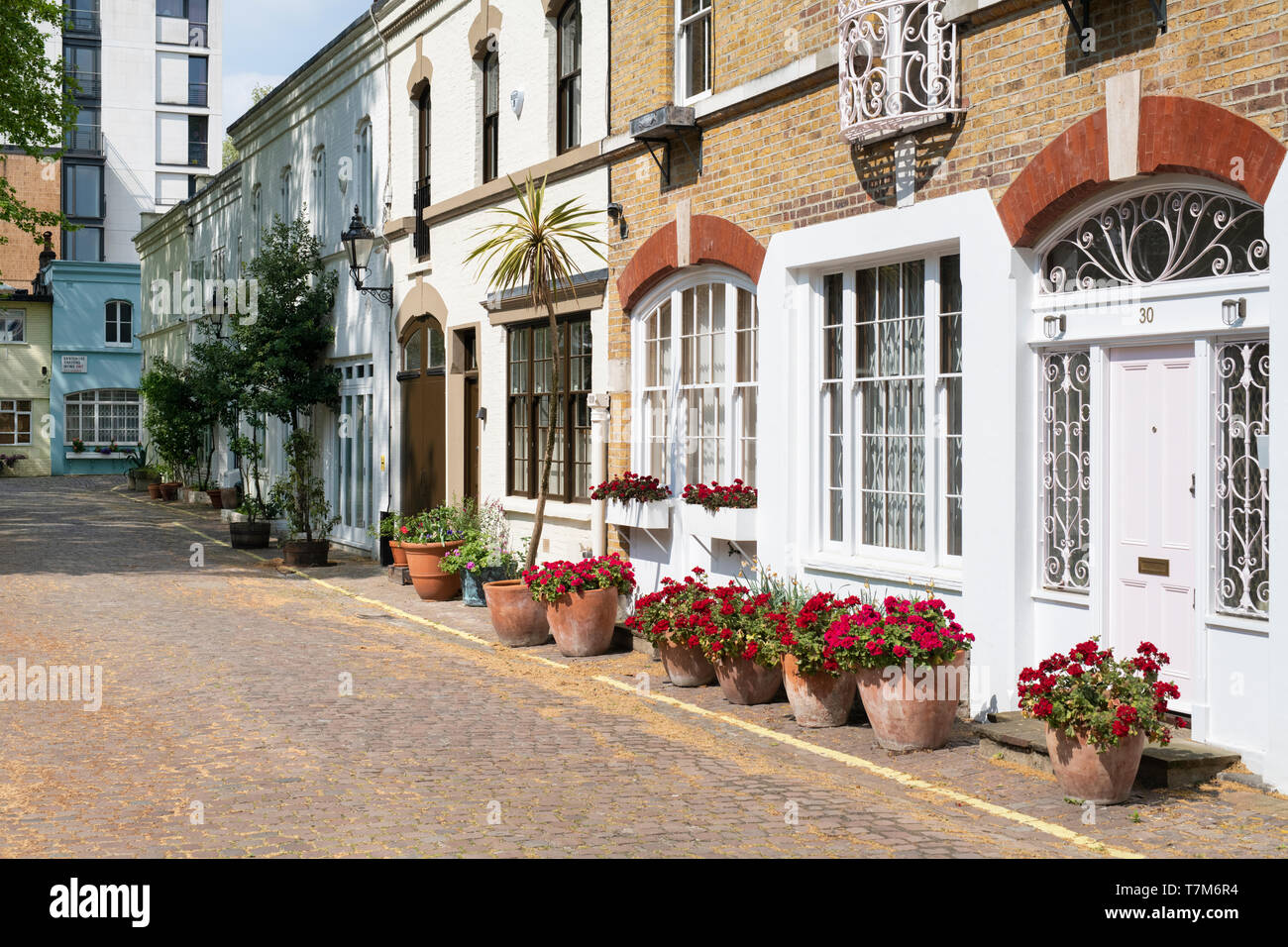Flower pots outside houses in Ennismore Gardens Mews, South Kensington, City of Westminster, London. England Stock Photo