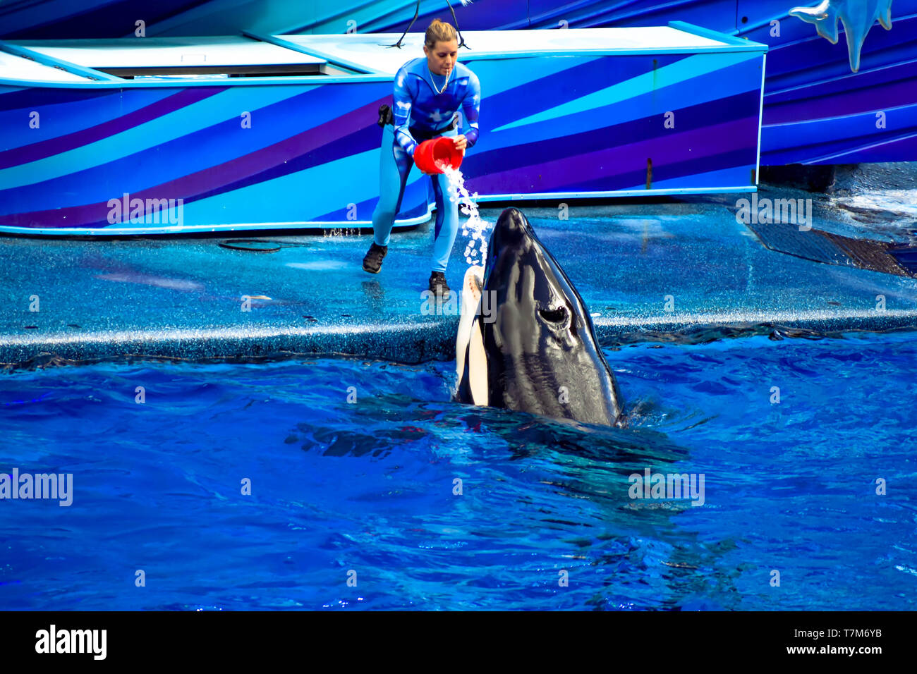 Orlando, Florida, January 01, 2019 . Woman trainer giving fish in ice to killer whale at Seaworld. Stock Photo