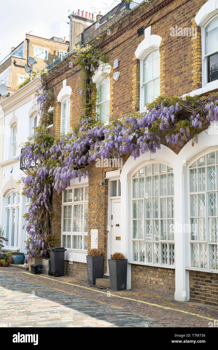 Wisteria on a house in spring. Ennismore Gardens Mews, South Kensington