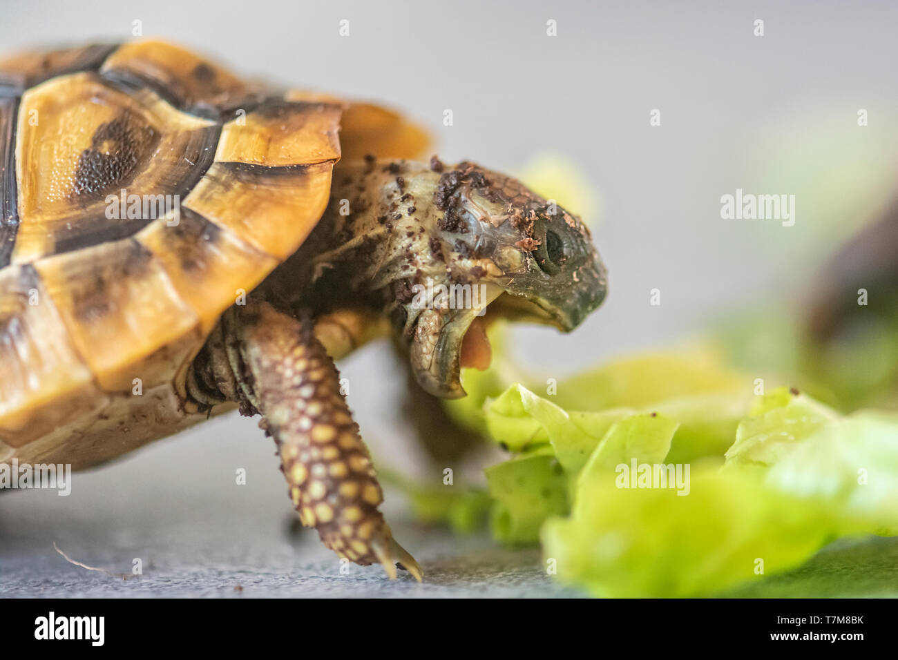 Hermann's tortoise Testudo hermanni. Turtle is feeding Stock Photo