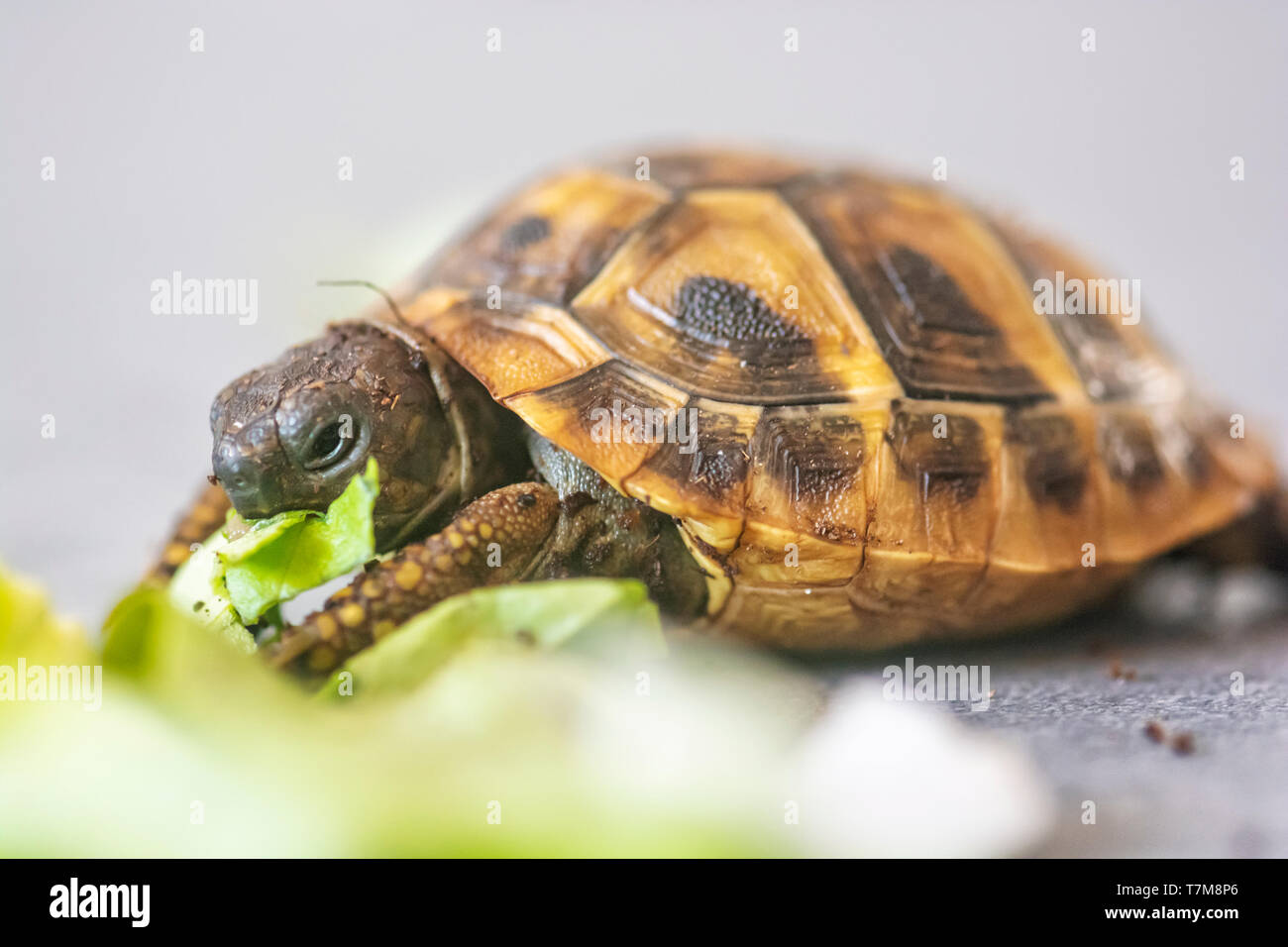 Hermann's tortoise Testudo hermanni. Turtle is feeding Stock Photo