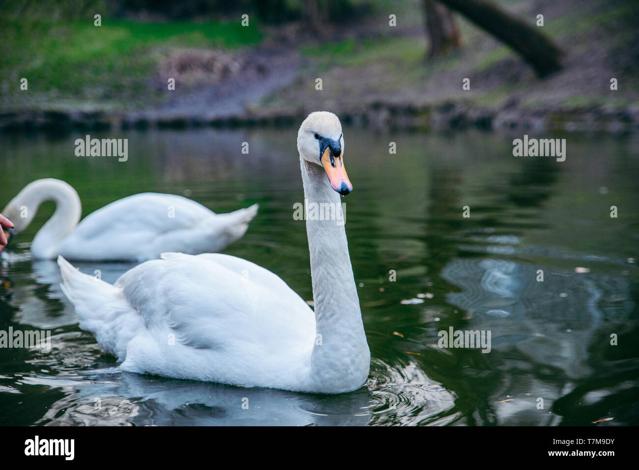 white swan bird close up at