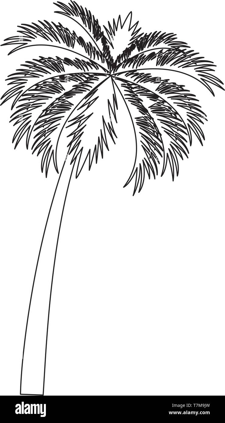 pix Beach Palm Tree Clip Art Black And White alamy