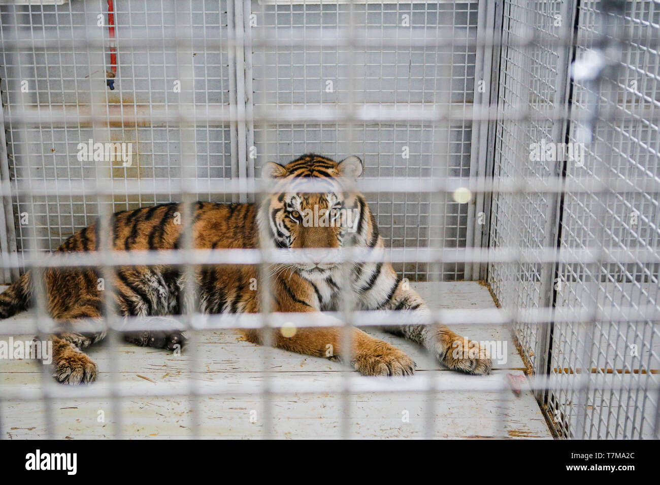 Wild Siberian tiger kept in cage inside a circus menagerie animal abuse Stock Photo Alamy
