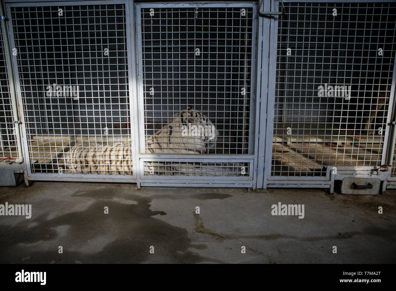 White tiger kept in cage inside a circus menagerie - animal abuse Stock Photo