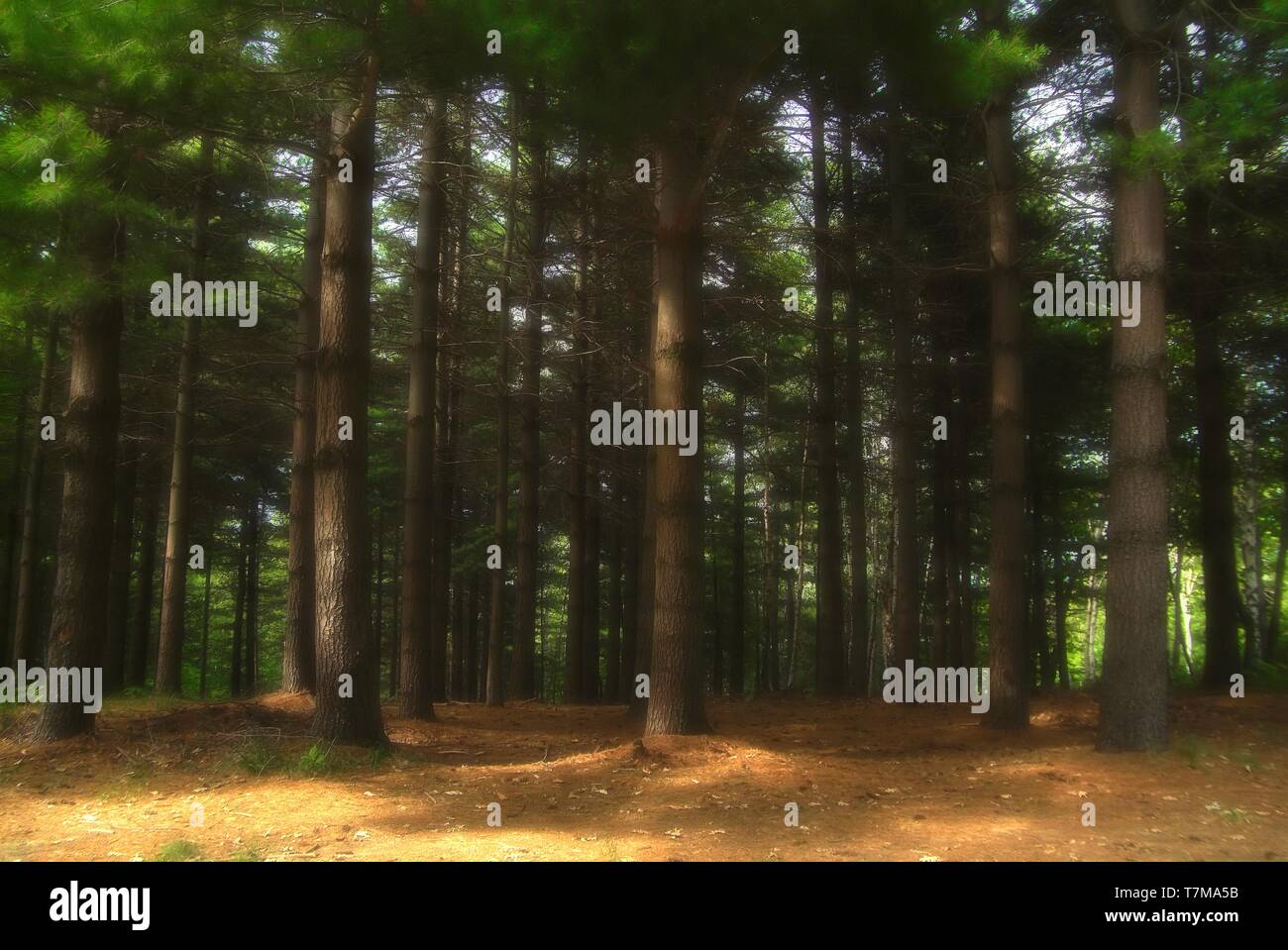 It is a forest from an elfic legend, at sunset of a warm spring day Stock Photo