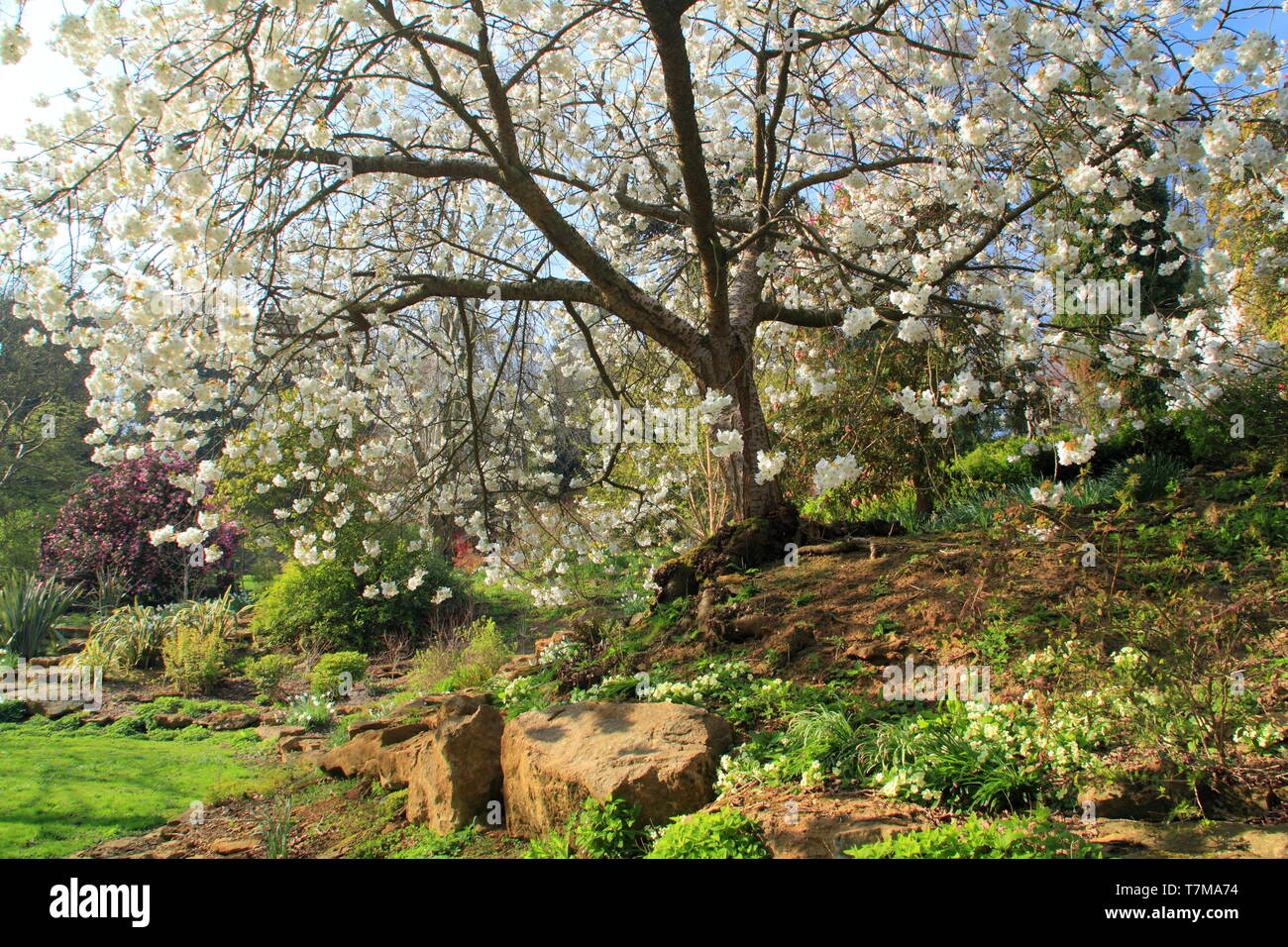 Belvor Castle gardens, UK.. Blossoms of a Mount Fuji cherry tree embellish the Duchess' Garden in this Leicesterhsire stately home near Grantham Stock Photo