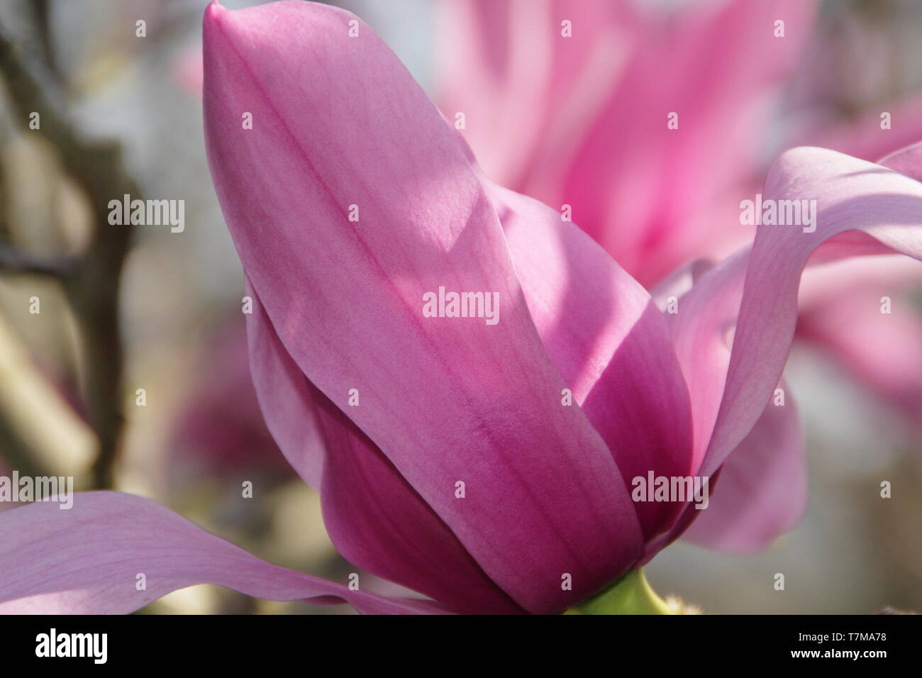 Magnolia 'Caerhays Surprise'.  Water lily shaped blossoms of Magnolia 'Caerhays Surprise' in spring. UK. AGM Stock Photo
