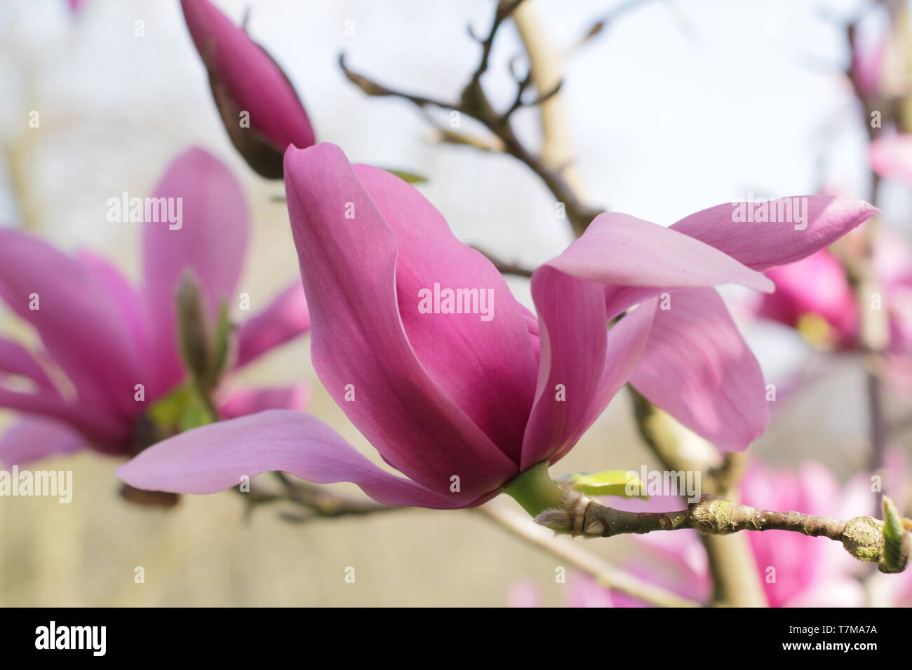 Magnolia 'Caerhays Surprise'.  Water lily shaped blossoms of Magnolia 'Caerhays Surprise' in spring. UK. AGM Stock Photo