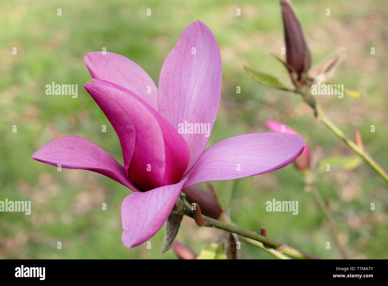 Magnolia 'Heaven Scent'.  Cup shaped blossoms of Magnolia 'Heaven Scent' Stock Photo
