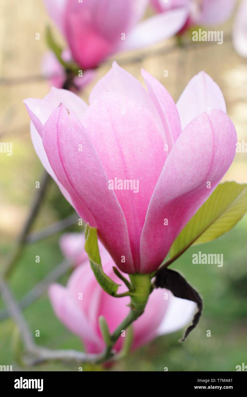 Blossoms of Magnolia 'Sweetheart', flowering in spring - April, UK Stock Photo