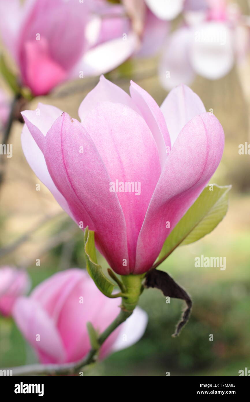 Blossoms of Magnolia 'Sweetheart', flowering in spring - April, UK Stock Photo