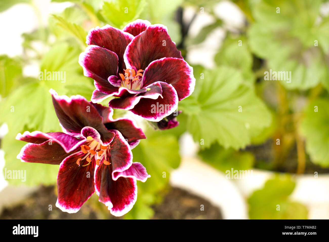Dark red Pelargonium plant in the garden during spring. Stock Photo