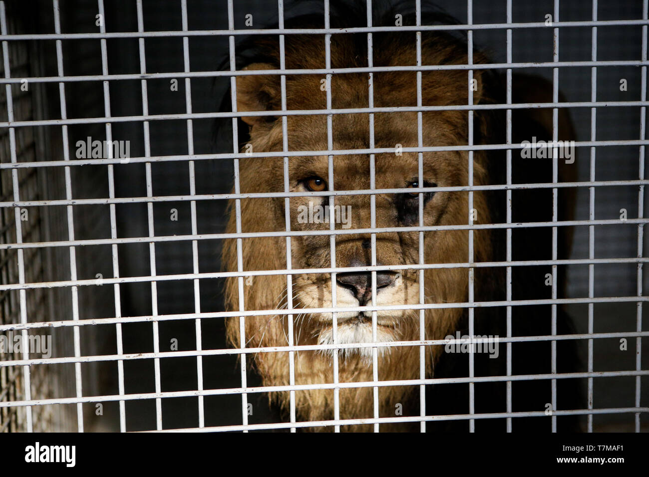 Lion inside cage hi-res stock photography and images - Alamy Lion inside cage hi-res stock photography and images - Alamy