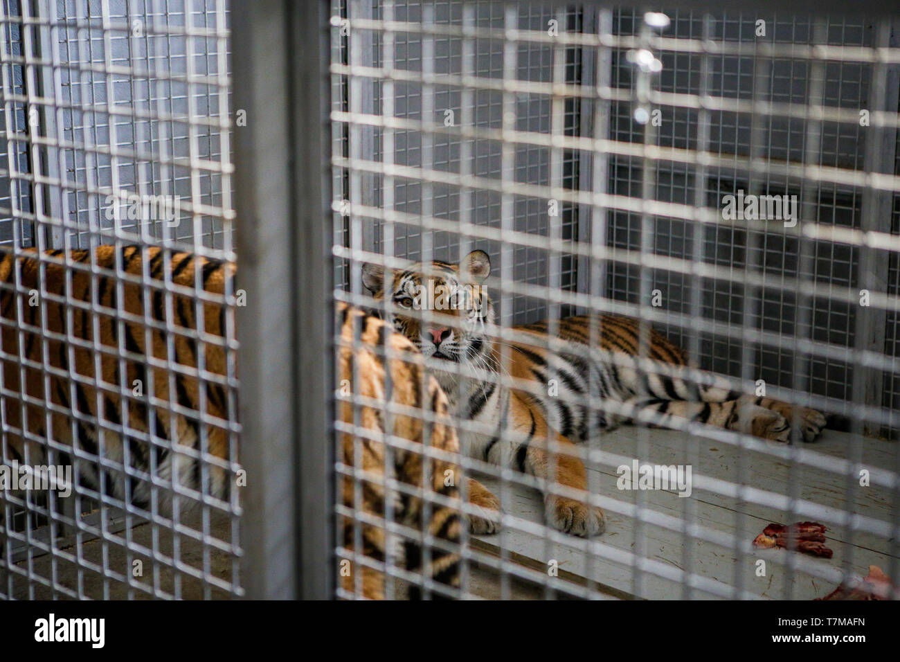 Wild Siberian tiger kept in cage inside a circus menagerie - animal abuse Stock Photo