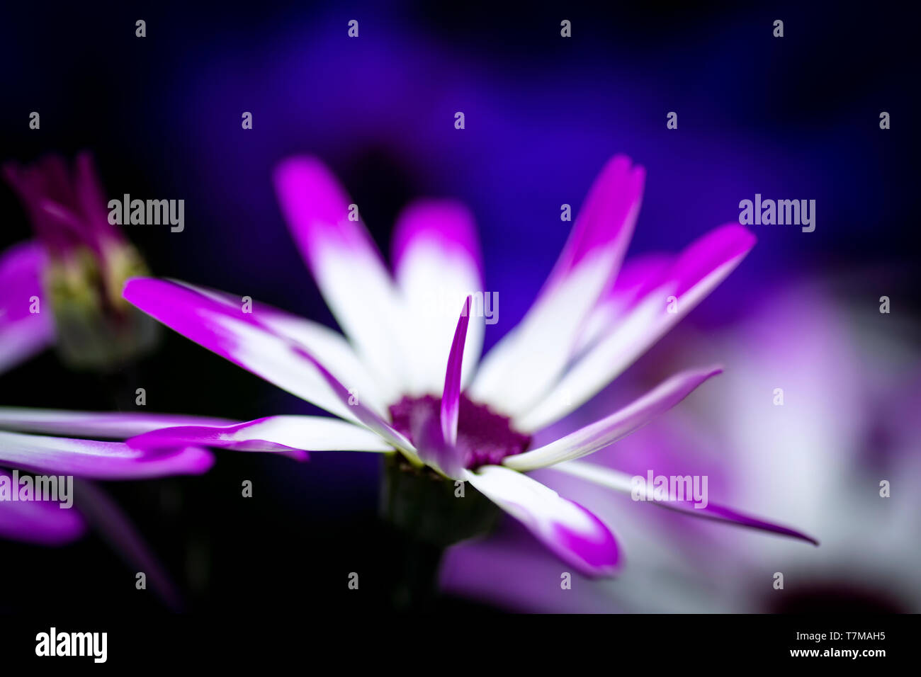 Purple and white daisy hi-res stock photography and images - Alamy
