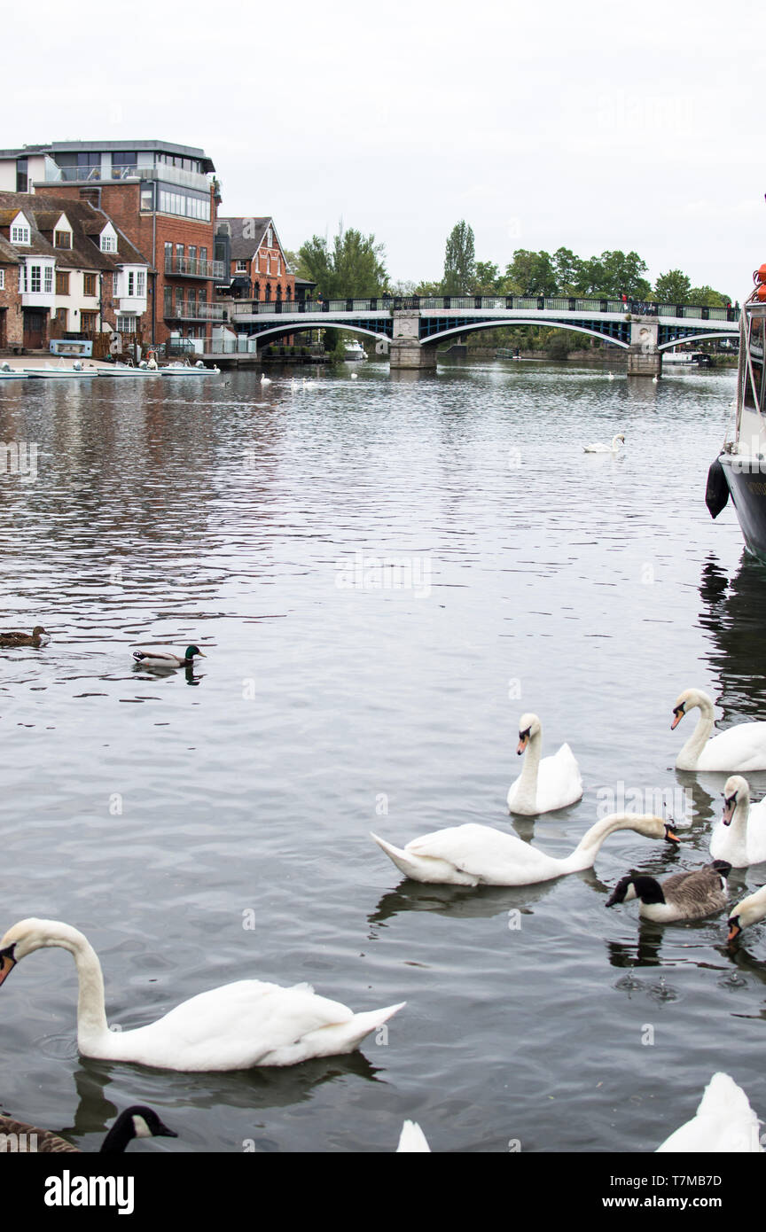 Windsor and Eton riverside view of bridge and swans on river thames