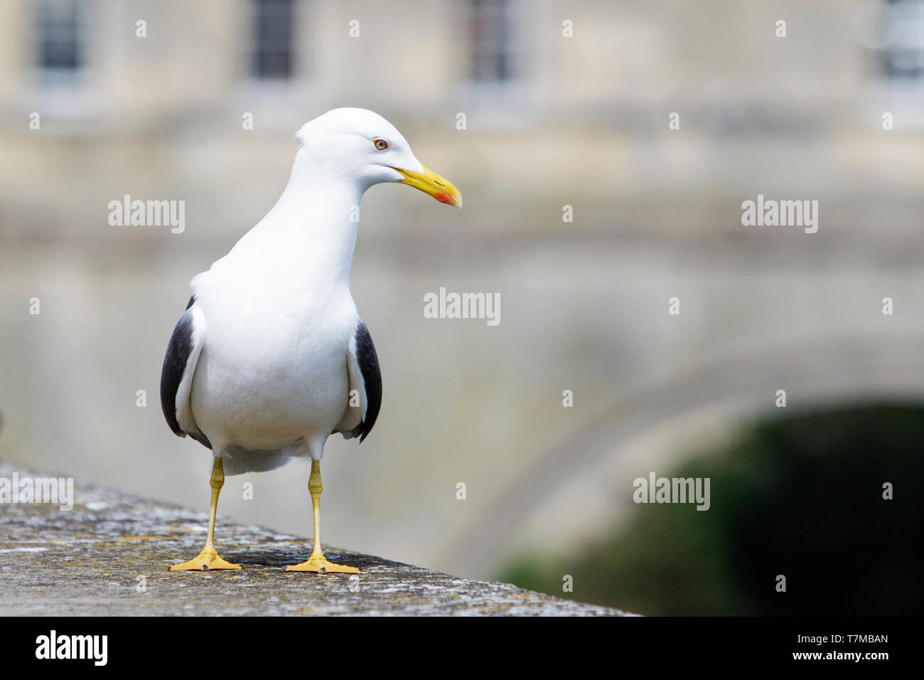 A yellow legged gull /  seagull  is pictured standing on a wall next to the river Avon in front of Pulteney bridge in Bath Somerset England UK Stock Photo