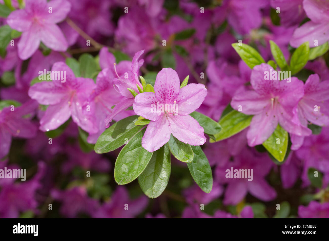 Rhododendron 'Pippa' flowers. Stock Photo