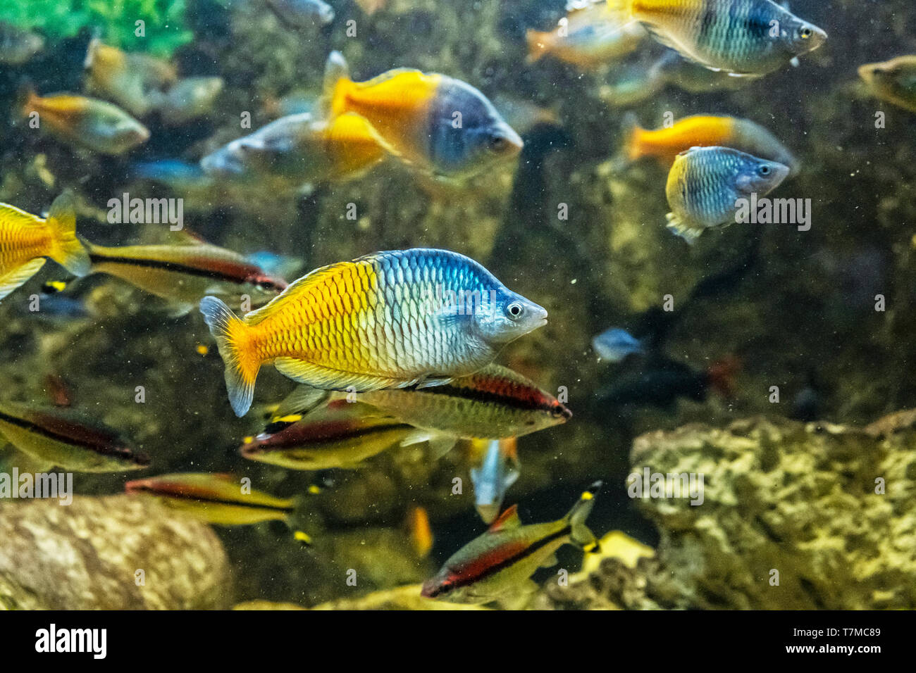 Boeseman's rainbowfish - Melanotaenia boesemani. Freshwater natural scene. Beauty in nature. Stock Photo