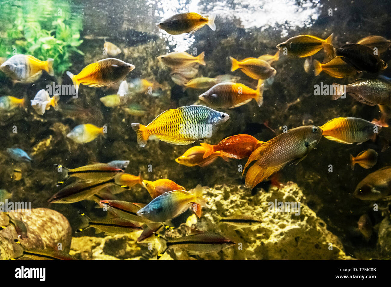 Boeseman's rainbowfish - Melanotaenia boesemani. Freshwater natural scene. Beauty in nature. Stock Photo