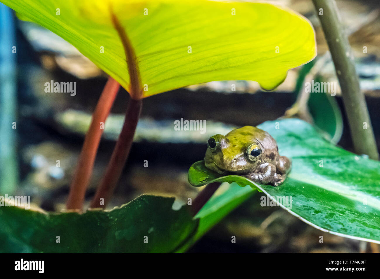 Litoria thesaurensis hi-res stock photography and images - Alamy