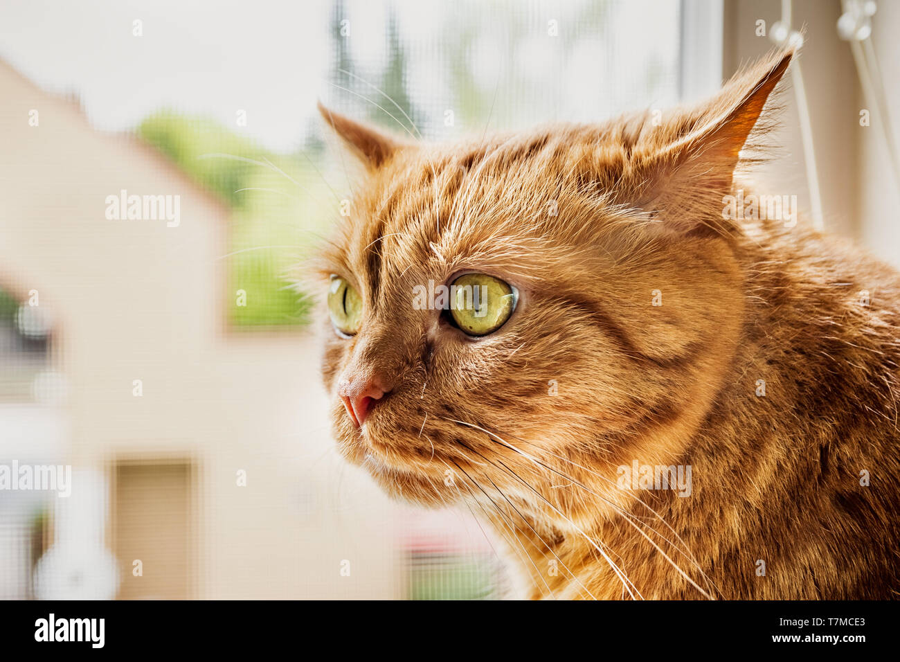 Large orange cat sitting at the widow, with its ears turned back, listening for sounds from outside; Stock Photo