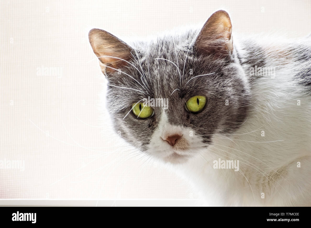 Close up of gray and white cat with green eyes, looking at the camera; light colored background Stock Photo