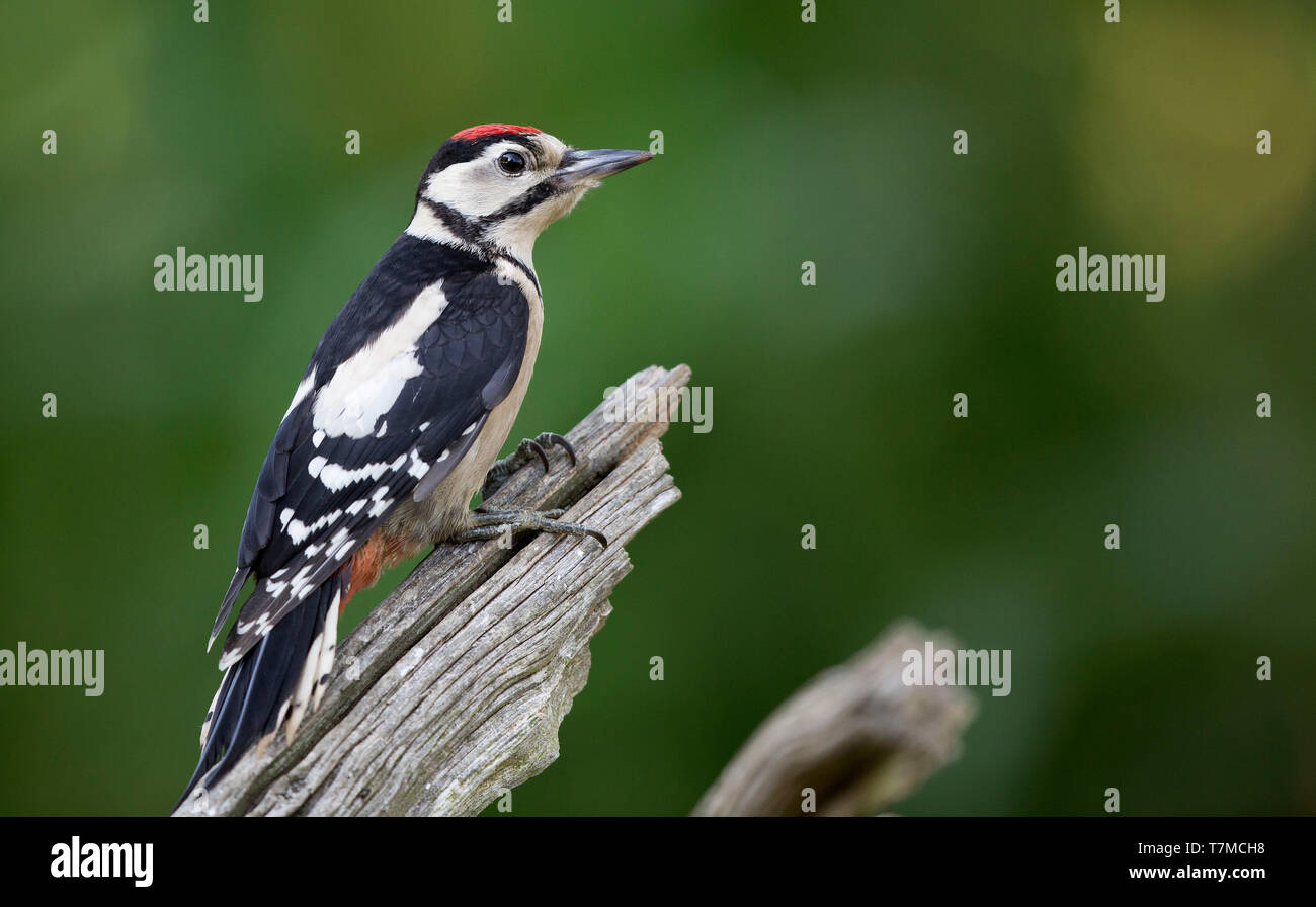 Juvenile Great Spotted Woodpecker, Dendrocopos major, on a branch, West Grinstead, Horsham, West Sussex Stock Photo