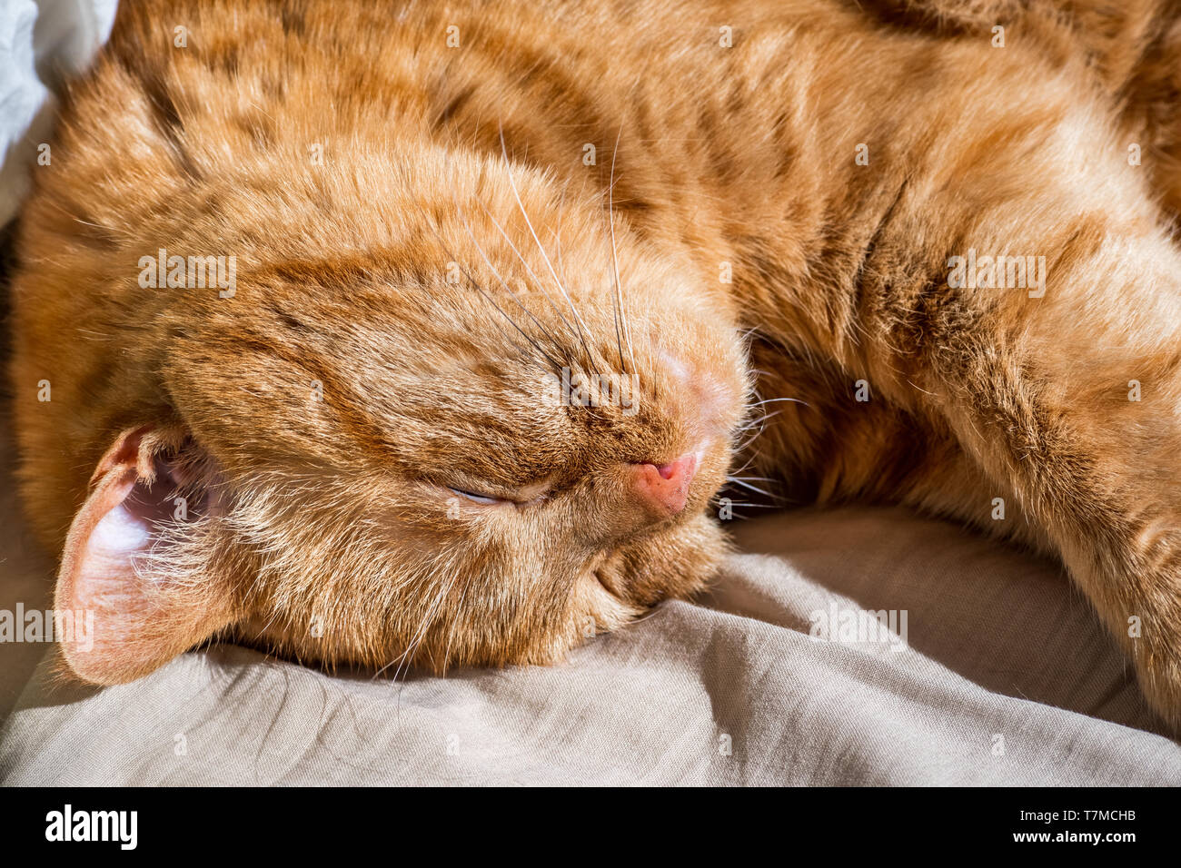 Sleeping cat garfield hires stock photography and images Alamy