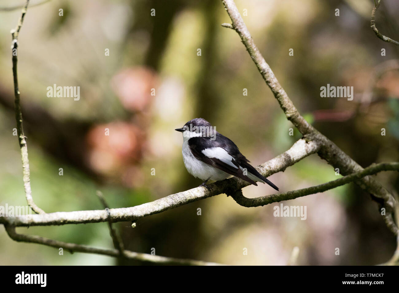 Male Pied Flycatcher,Ficedula hypoleuca, on a branch in a natural woodland, Powys, Wales,U.K. May 2009 Stock Photo