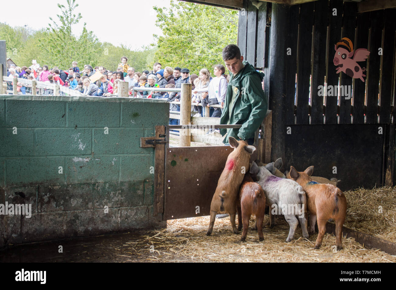 Piglet racing hi-res stock photography and images - Alamy