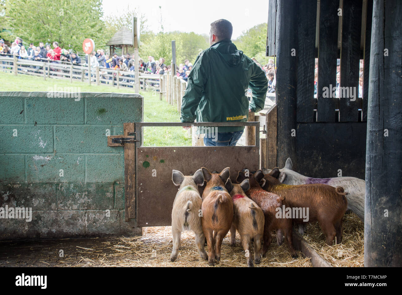 Piglet racing hi-res stock photography and images - Alamy