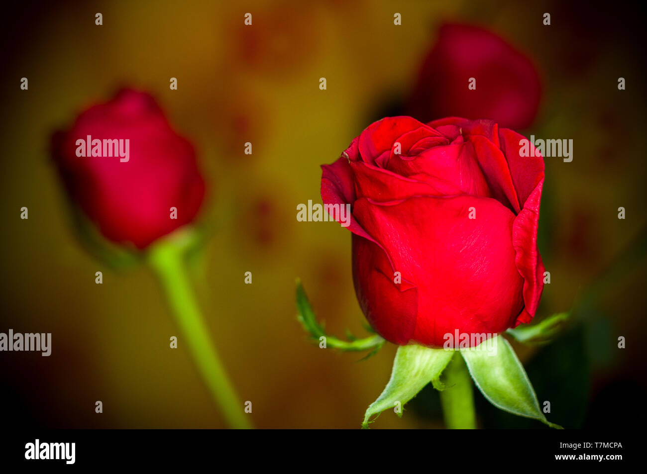 Beautiful Red Rose flower on dark background. Nature. Greeting ...