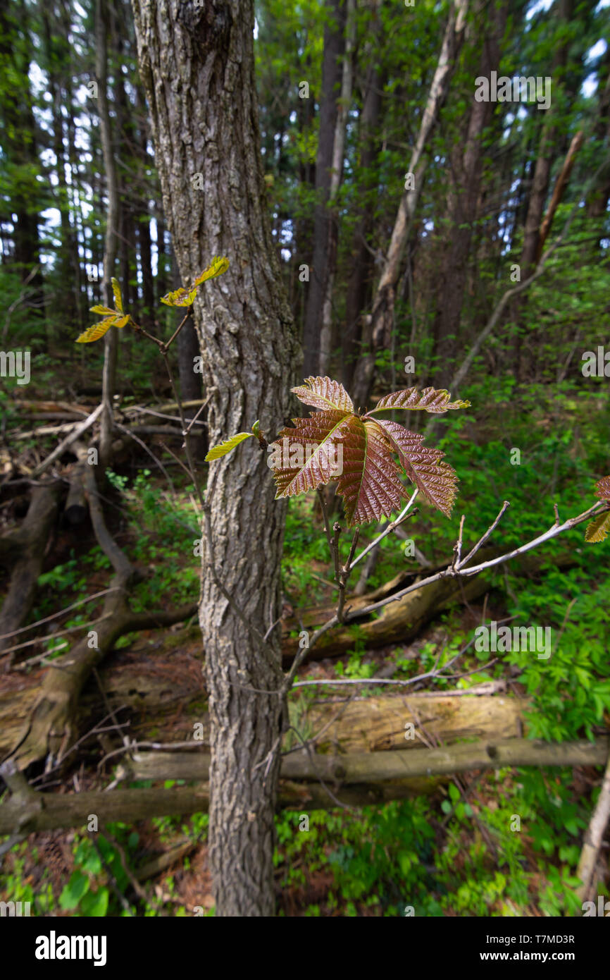 Spring in Johnson Sauk State Park. Kewanee, Illinois, USA Stock Photo ...