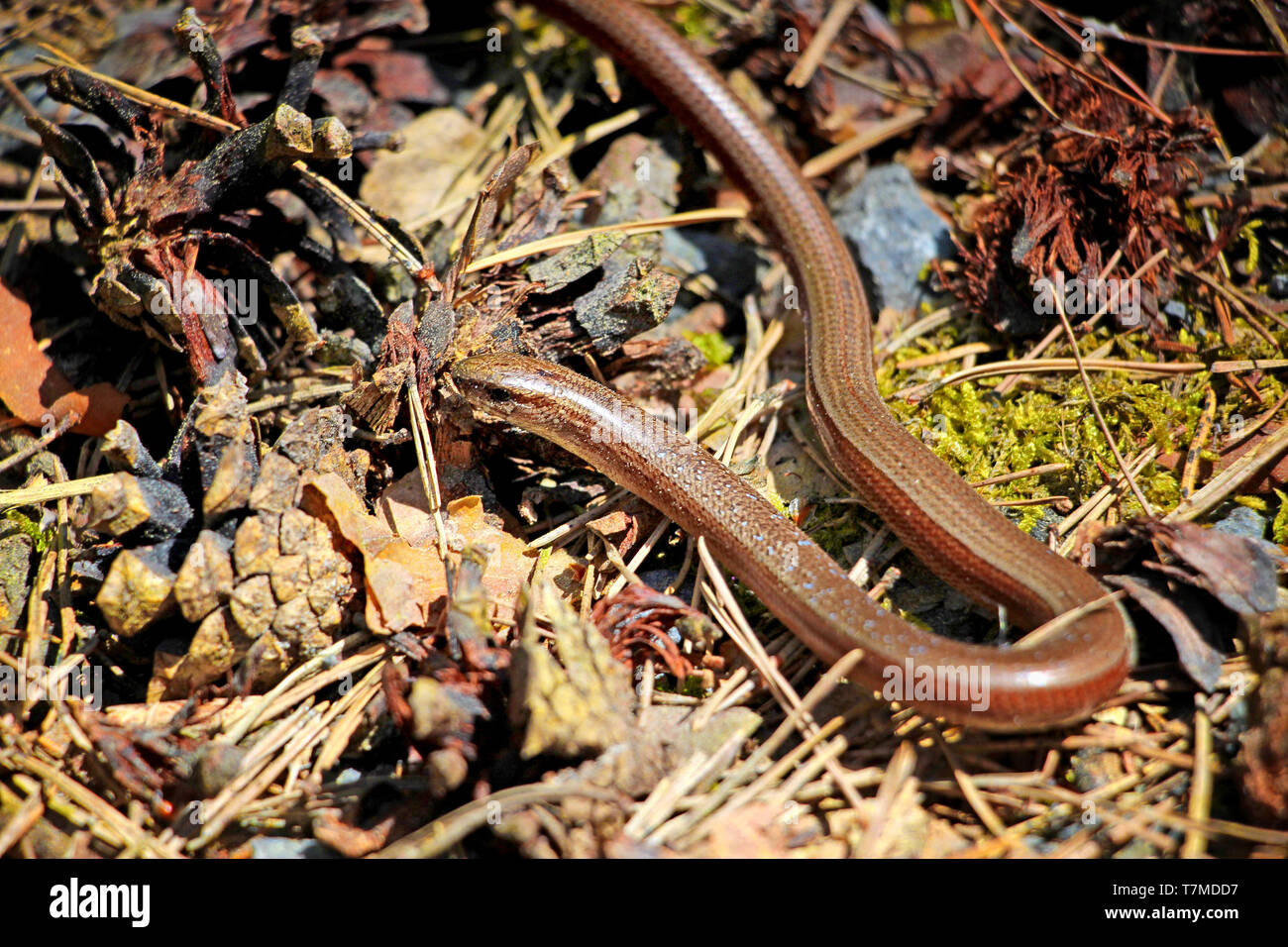 Brown slow-worm blinds in the forest Stock Photo